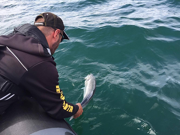 Respect du milieu maritime avec Le pêcheur malouin et les remise à l'eau des poissons